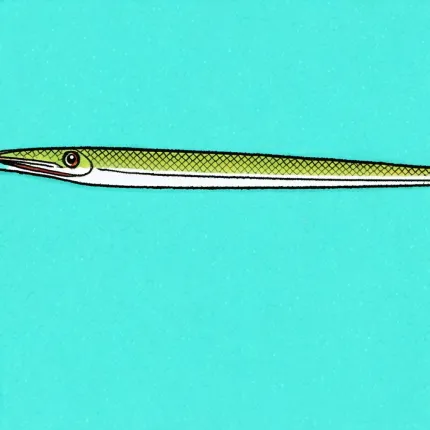 Как работает рыба игла? Разбираемся в деталях: основные характеристики и особенности рыба игла определяются несколькими ключевыми факторами